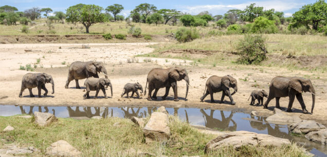 Tarangire National Park