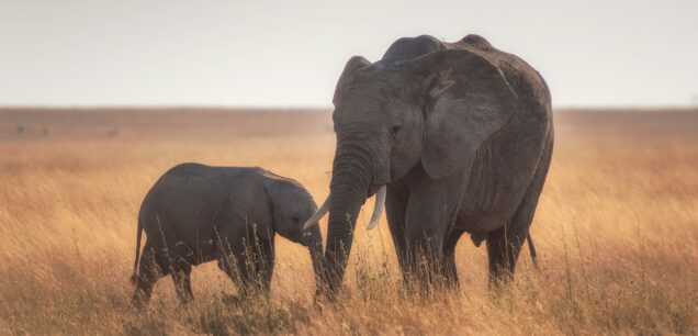 Serengeti National Park