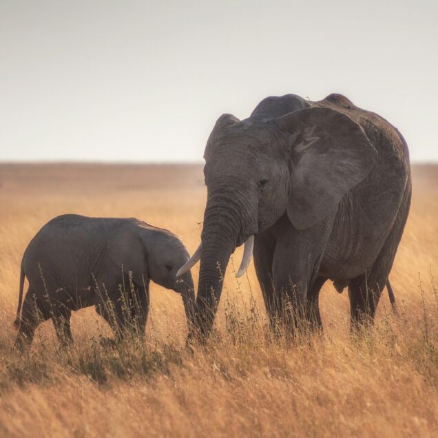 Serengeti National Park