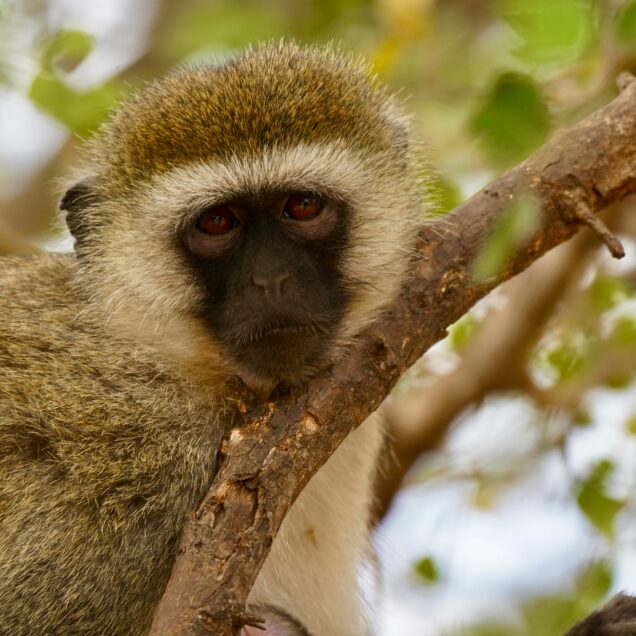 Lake Manyara National Park