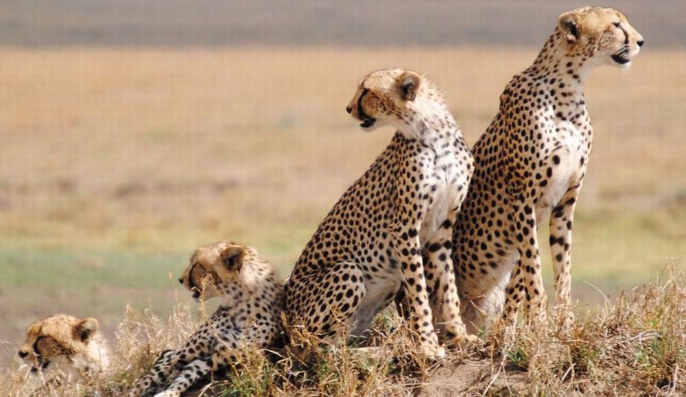 Safari & Wildlife Experiences